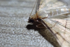 Cnaphalocrocis medinalis