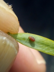 Neophyllaphis totarae