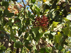 Psittacanthus mayanus