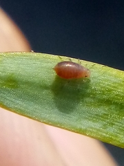 Neophyllaphis totarae