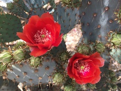 Opuntia aciculata