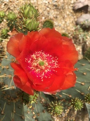 Opuntia aciculata