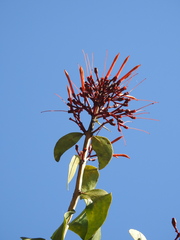 Psittacanthus mayanus