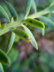 Neophyllaphis totarae