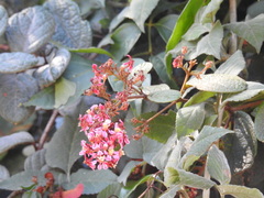 Heteropterys brachiata