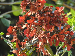 Heteropterys brachiata