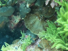 Lobophora variegata