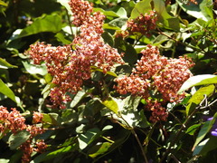 Heteropterys brachiata