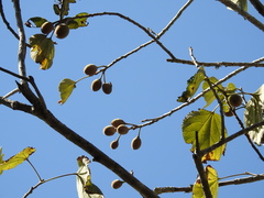 Hampea nutricia