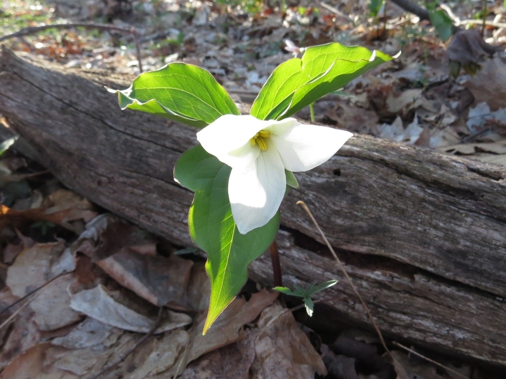 Large White Trillium From Mentor Lagoons Nature Preserve & Marina On ...