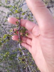 Condalia warnockii