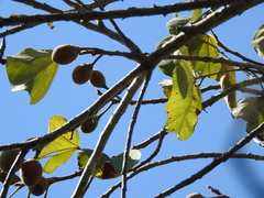 Hampea nutricia