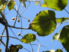 Hampea nutricia