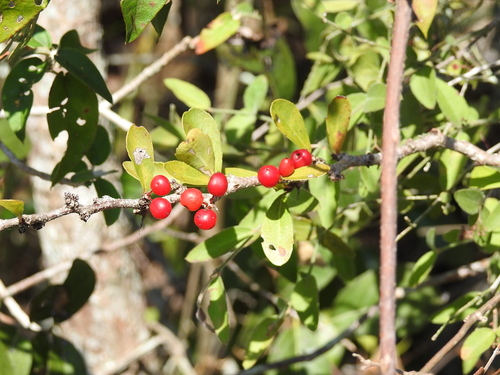 Image of Ximenia Parviflora (Ximenia parviflora) by (c) Neptalí Ramírez Marcial, some rights reserved (CC BY)