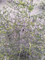 Condalia warnockii