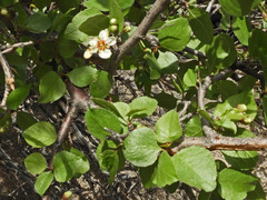 Prunus fremontii