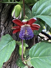 Passiflora alata image