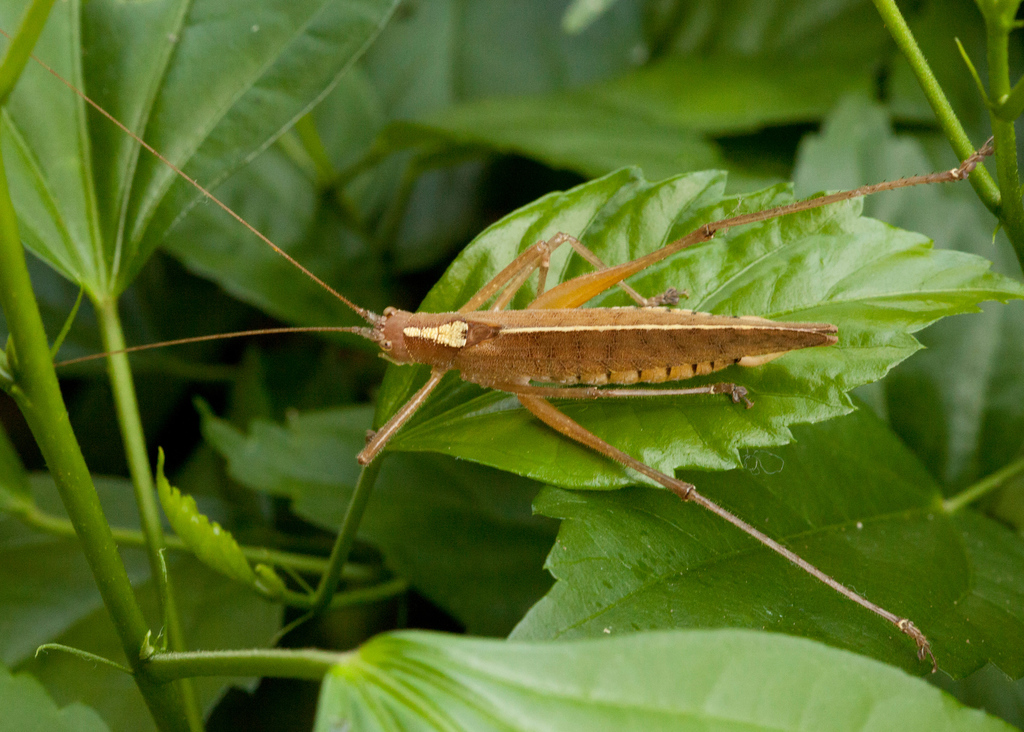 Docidocercus sagittatus