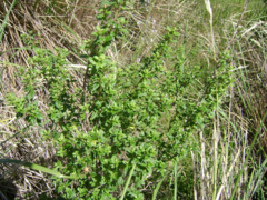 Clinopodium odorum