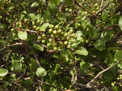 Prunus fremontii