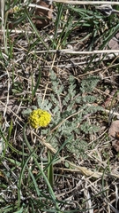 Lomatium foeniculaceum