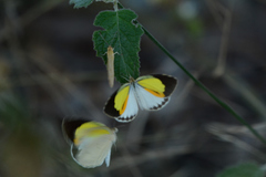 Eurema elathea flavescens