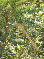 Alvaradoa amorphoides