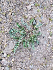 Astragalus iodanthus