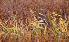 Arundo