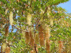 Alvaradoa amorphoides