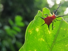 Phoroncidia thwaitesi