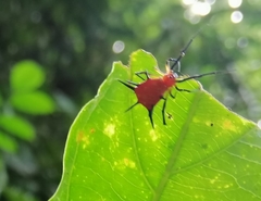 Phoroncidia thwaitesi