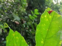 Phoroncidia thwaitesi