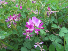 Astragalus sinicus