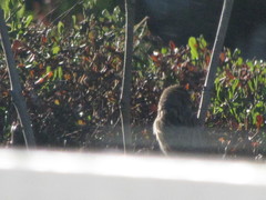 Zonotrichia atricapilla