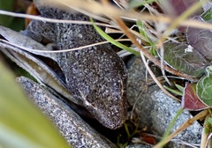 Woodworthia southern alps