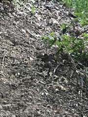 Zonotrichia atricapilla