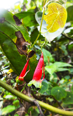 Tropaeolum deckerianum