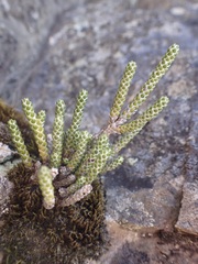 Helichrysum intermedium