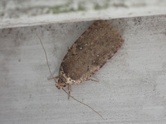 Agonopterix clemensella