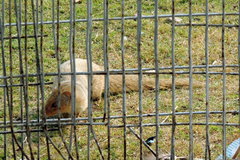 Urva auropunctata