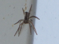 Philodromus dispar