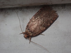 Agonopterix clemensella
