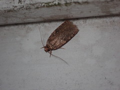 Agonopterix clemensella