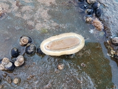 Ischnochiton australis