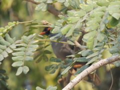 Acridotheres ginginianus