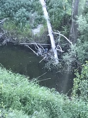 Nycticorax nycticorax