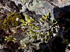 Helichrysum intermedium