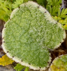 Brachyglottis bellidioides