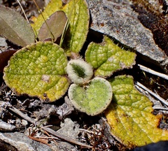 Brachyglottis bellidioides